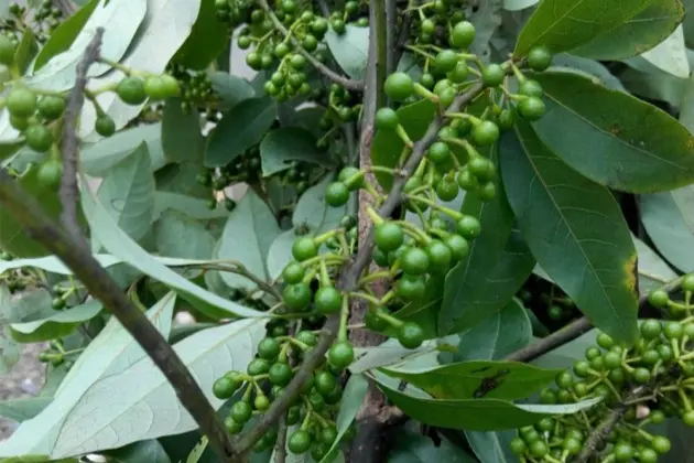 山蒼子精油 中國產(chǎn)地