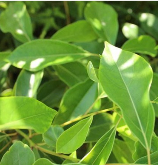 龍腦精油 中國產(chǎn)